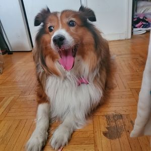 Meet your Posher, Ray